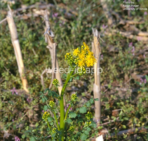 groundsel, cressleaf